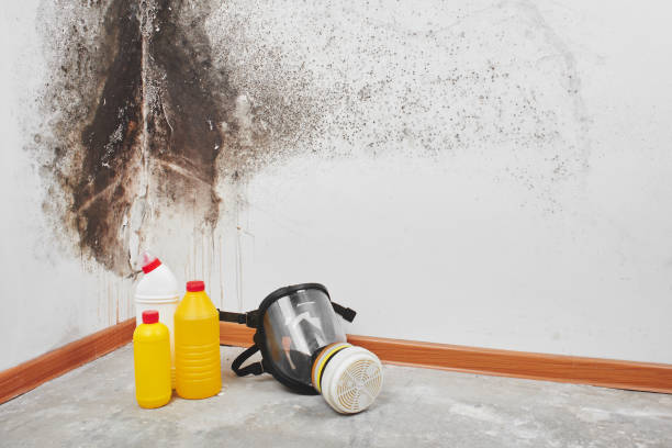 Best Bathroom Mold Remediation in Purdy, WA