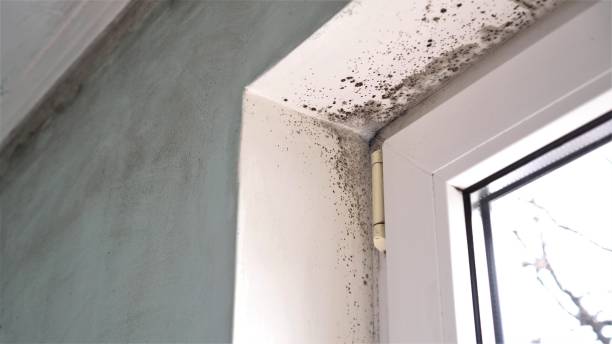 Best Health and Safety Mold Remediation in Purdy, WA