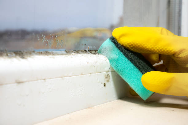 Best Commercial Mold Remediation in Purdy, WA