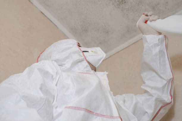 Best Attic Mold Remediation in Purdy, WA