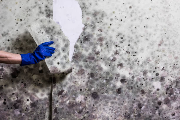 Best Industrial Mold Remediation in Purdy, WA